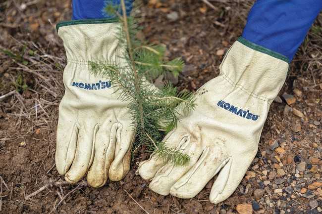 Für jede ab dem 1. April 2021 verkaufte Maschine pflanzt Komatsu 10 Bäume. | Foto: Baublatt Österreich