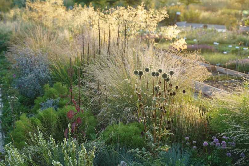 Herbstaspekt mit Echinops niveus, Poa labillardieri, Stipa gigantea, Verbascum nigrum-Fruchtstände, Hyssopus officinalis f. alba (v.l.) | Foto: Staudengärtnerei Hofmann