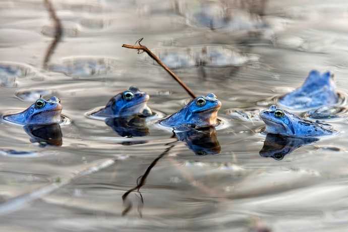 Die Männchen sind zeitweise ganz schön blau: Um den Moorfrosch geht es am Samstag auf der Landesgartenschau in Wangen. | Foto: AdobeStock