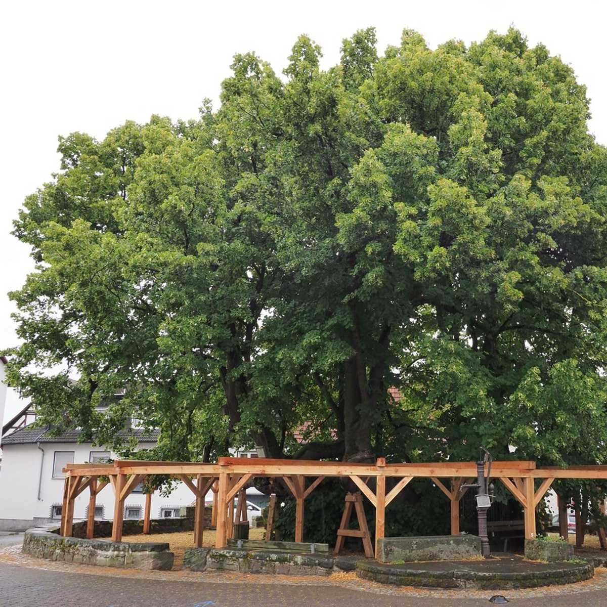 Welches ist der älteste Baum Deutschlands?