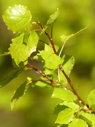 Was die Zitterpappel so wertvoll macht