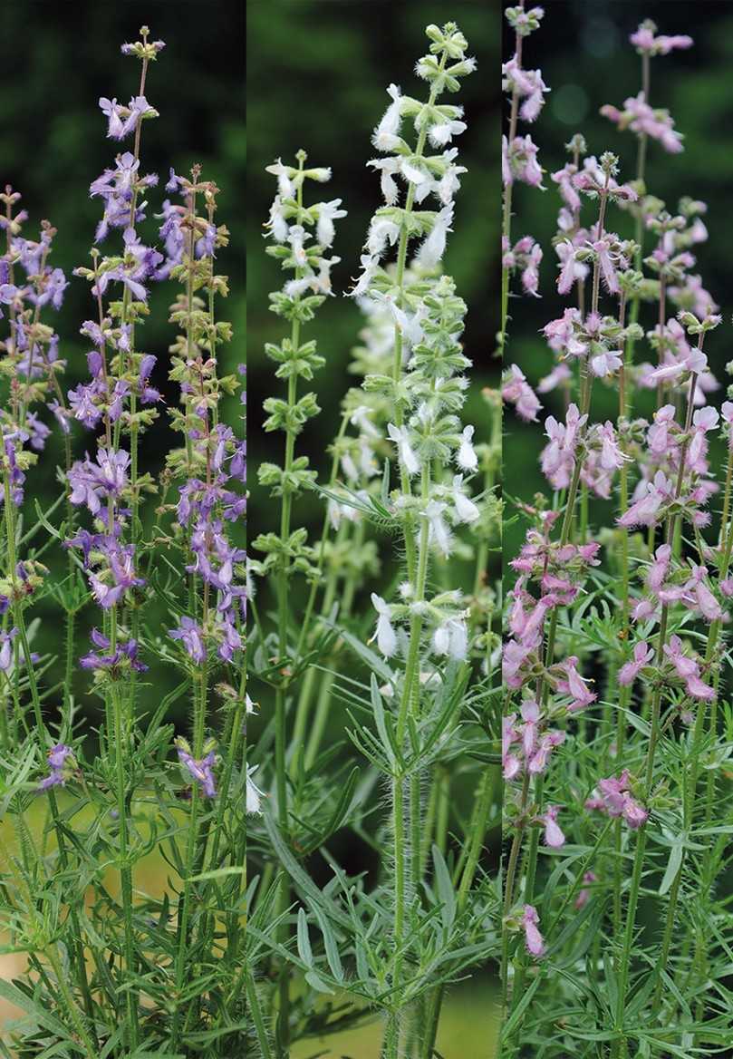 Bei früher Aussaat blüht die Juris-Serie bereits im ersten Jahr in den zarten Farben „Pure White",
„Soft Pink", und „Sky Blue". Diese widerstandsfähigen Pflanzen sollen Struktur und Helligkeit in
Steingärten, Pflanztröge sowie Pflanzungen in sonnigen, trockenen Gärten bringen. | Foto: Jelitto