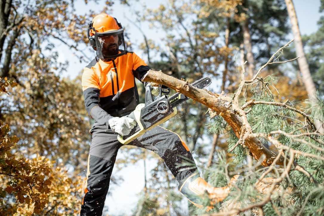 Wald in Not? IG BAU fordert mehr Forst-Personal