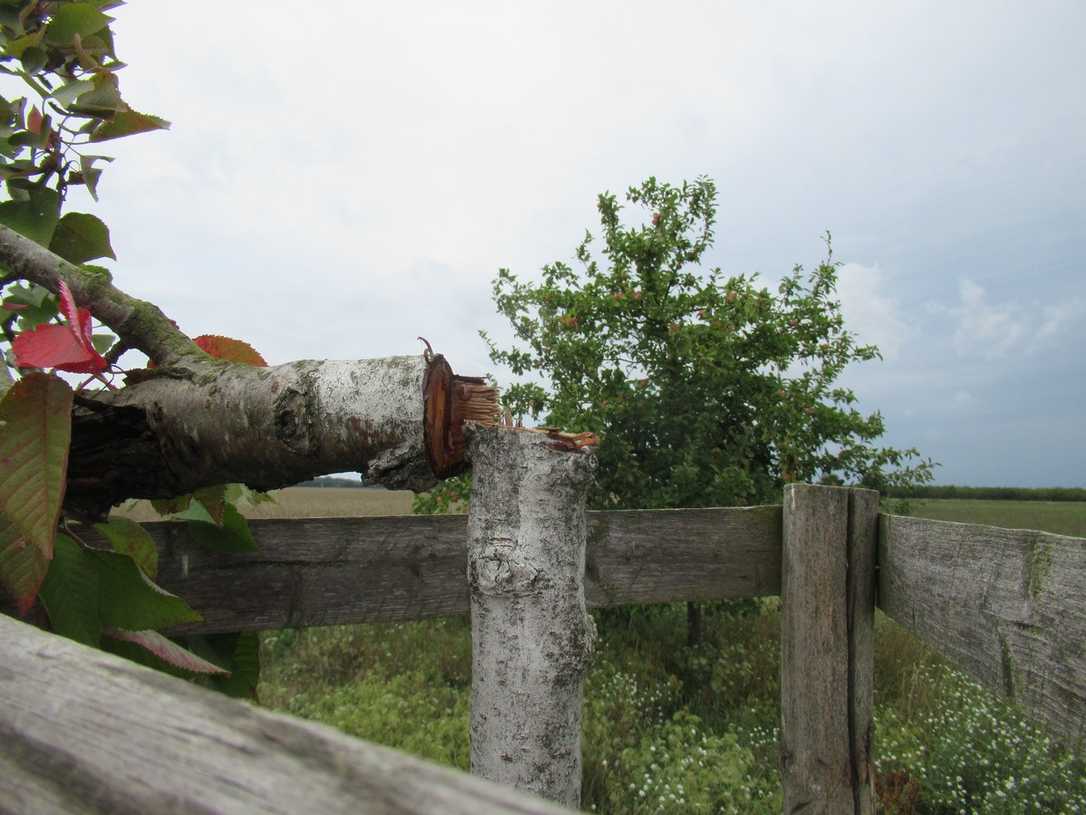 Baum-Vandalismus: Neue Welle mit Gift und Sägen