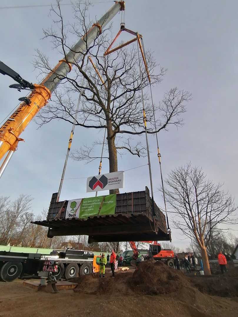 Nach eingehender Vorbereitung wird die 100-jährige Eiche mit geeigneter Technik an ihren neuen Standort versetzt. | Foto: Meister Wohnbau 