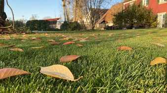 Gärtner und Heimwerker: Rasen im Herbst richtig pflegen