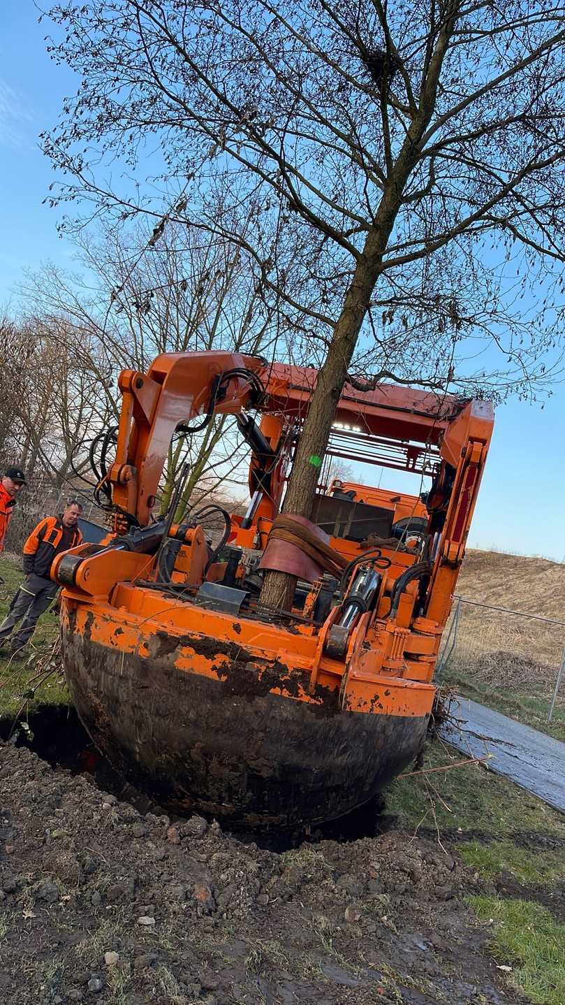 Bei der Ausgrabung und dem Transport der Großbäume kam eine Verpflanzungsmaschine zum Einsatz. | Foto: Osbahr Bei der Ausgrabung und dem Transport der Großbäume kam eine Verpflanzungsmaschine zum Einsatz. | Foto: Osbahr