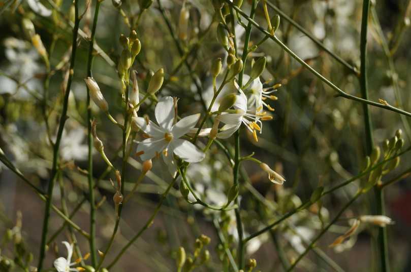 Die ästige Graslilie Anthericum ramosum ist eine besondere Empfehlung von Dieter Gaißmayer. | Foto: Staudengärtnerei Gaißmayer