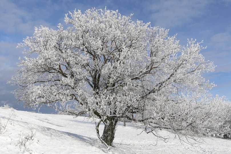 Auch  im Winter macht die Echte Mehlbeere eine gute Figur. | Foto: Peter Klug