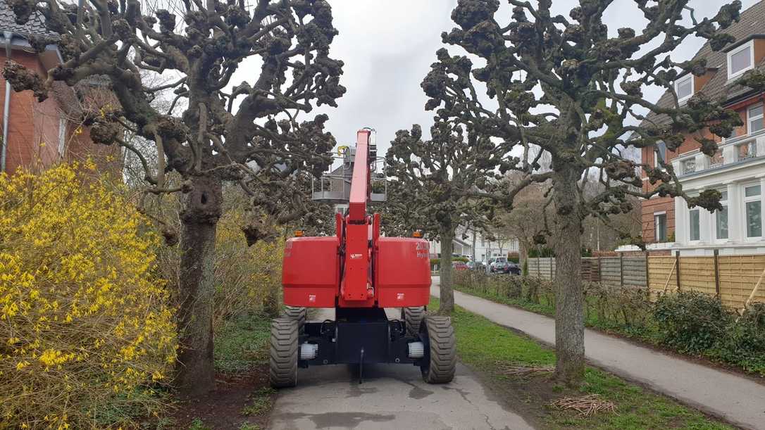 Baumpflege im Frühjahr für Ahorn, Linde, Platane nach ZTV