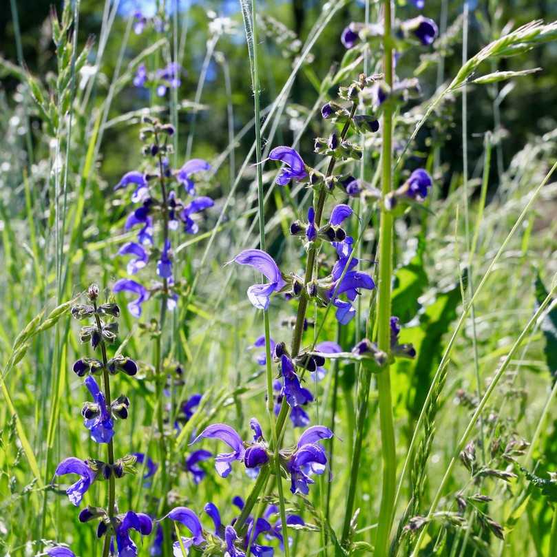 Mit bis zu 50 verschiedenen Pflanzenarten soll die Nektarweide ein ausgewogenes Nahrungsangebot für Bienen anbieten – und Gartenbesitzer mit einer abwechslungsreichen Optik begeistern, die sich im Jahresverlauf je nach Blühphase verändert. | Foto: Schwab