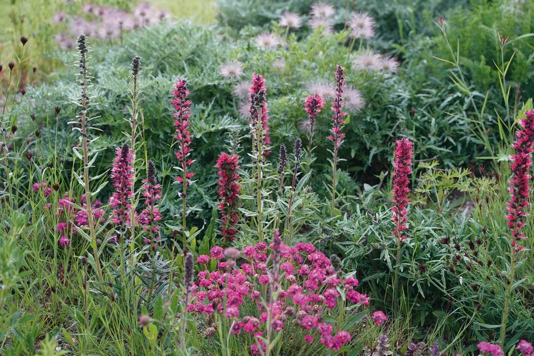 Tipp vom Experten bei Trockenheit: Garten anpassen an den Klimawandel