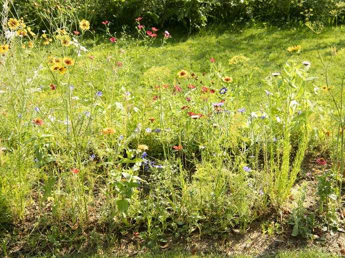 Während etwa 4 von 10 Gartenbesitzern auf einen ordentlichen Rasen Wert legen, fördern etwa genauso viele der Befragten die biologische Vielfalt. | Foto: KD BUSCH.COM