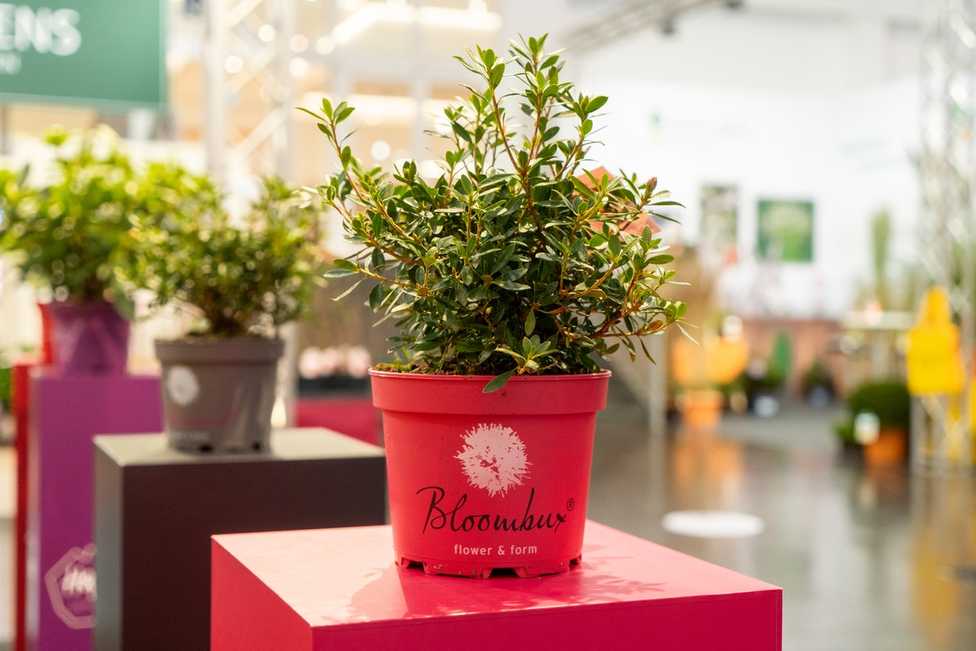 Rhododendron für Profis und den privaten Garten: Inkarho Trends der kommenden Saison
