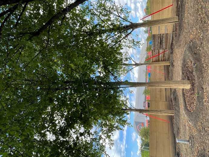 Häufig stellt Firma Opitz Bäume für Projekte auf Einschlag und nach den Baumaßnahmen wieder zurück an den angestammten Platz. | Foto: Opitz