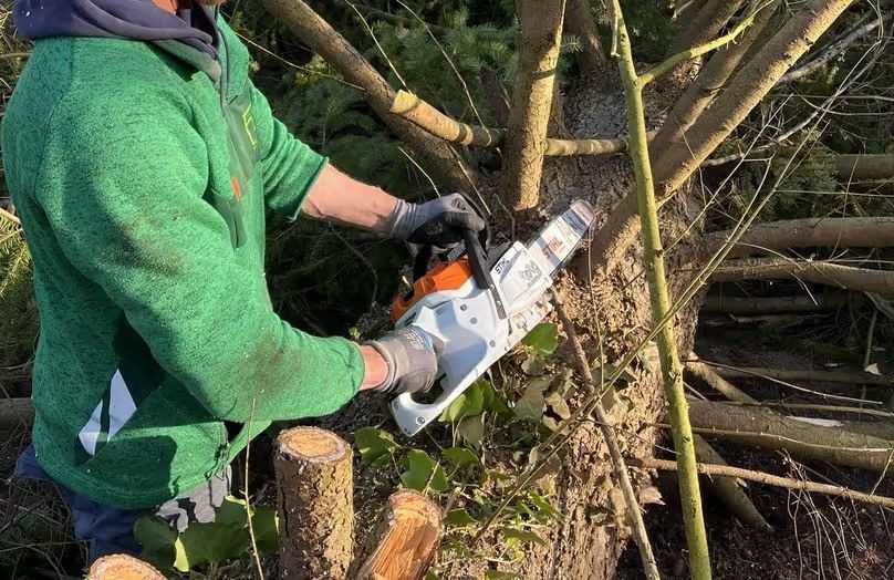 Die MSA 300 bietet drei auswählbare Leistungsstufen: Der „Allround-Modus“ ist vorteilhaft für Fällen, Ablängen und Handwerksarbeiten, hier ist bereits das volle Drehmoment der Säge verfügbar. | Foto: Mirold Garten- und Landschaftsbau Die MSA 300 bietet drei auswählbare Leistungsstufen: Der „Allround-Modus“ ist vorteilhaft für Fällen, Ablängen und Handwerksarbeiten, hier ist bereits das volle Drehmoment der Säge verfügbar. | Foto: Mirold Garten- und Landschaftsbau