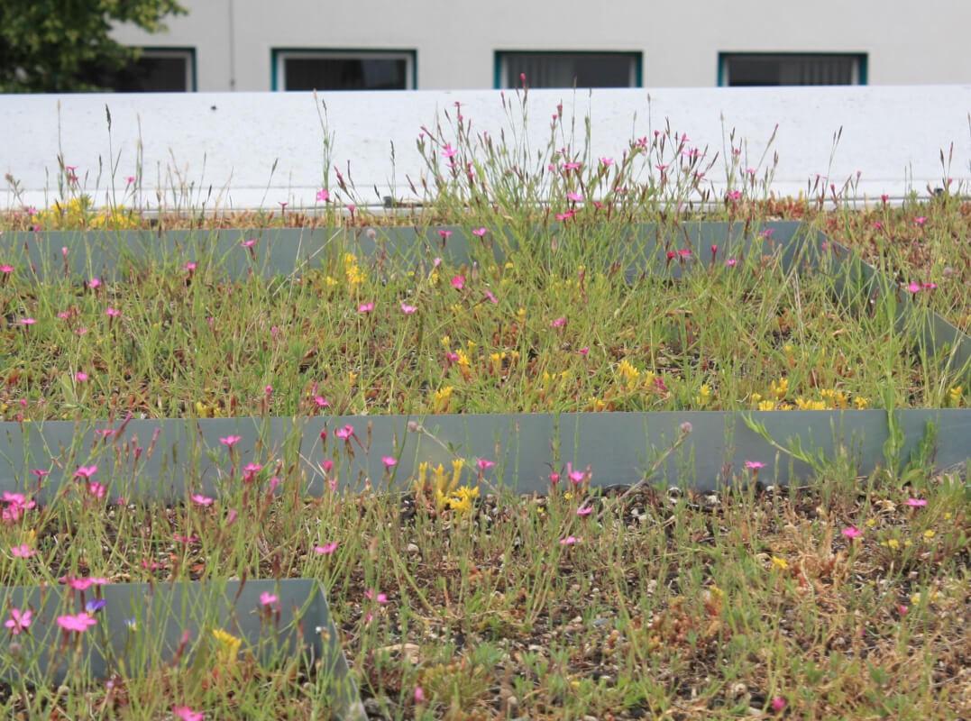 Das Campusdach zeigt einen Blühaspekt, welcher sich auf dem Lütvogt-Dach auch einstellen dürfte: zum Beispiel mit dem Rosa der Heidenelke und dem Gelb des Scharfen Mauerpfeffer. | Foto: Daniel Jeschke, Hochschule Osnabrück