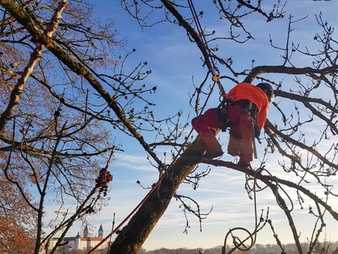 Arboristik und urbanes Waldmanagement studieren