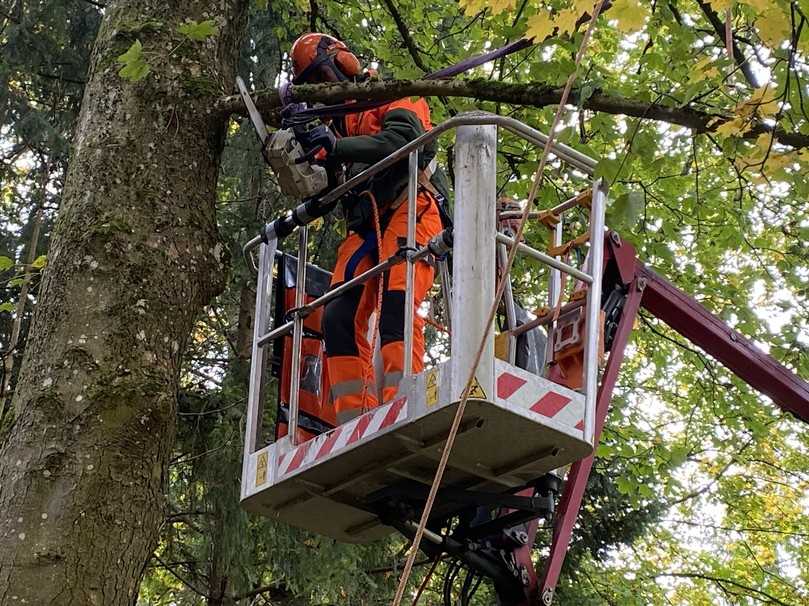 Ein Teilnehmer der AST Schulung "Arbeiten mit Motorsägen im Arbeitskorb" setzt zu einem Kerbschnitt an. | Foto: AST Arbeitssicherheit