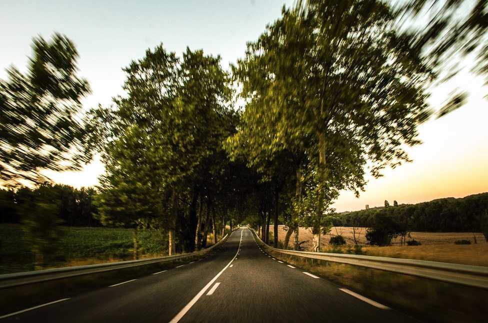 Neuer Leitfaden von Haymarket Media zu Baumpflege und Verkehrssicherheit