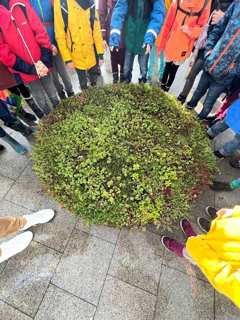 Bis zu zwölf verschiedene Sedum-Arten werden auf den jeweils rund zwei Quadratmeter großen Litfaßsäulendeckeln gepflanzt | Foto: Alexandra Brecht/Landeshauptstadt Kiel.