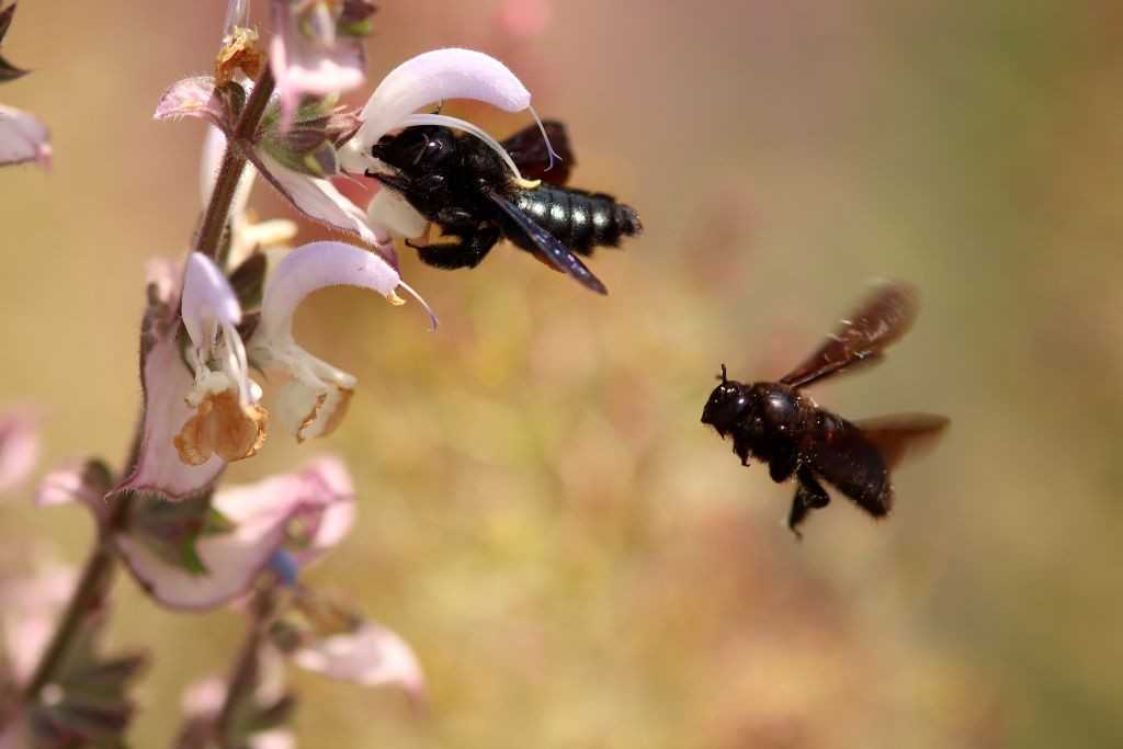 Projekt "Urbane Biodiversität" - Blüten für Bestäuber