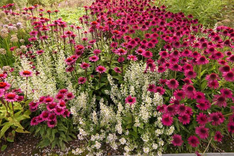 Klimawandeltauglich, insektenfreundlich und wunderschön in der Komposition sind der Rote Sonnenhut Echinacea purpurea 'Vintage Wine' und der Steinquendel Calamintha nepeta 'Triumphator'- | Foto: Staudengärtnerei Gaißmayer