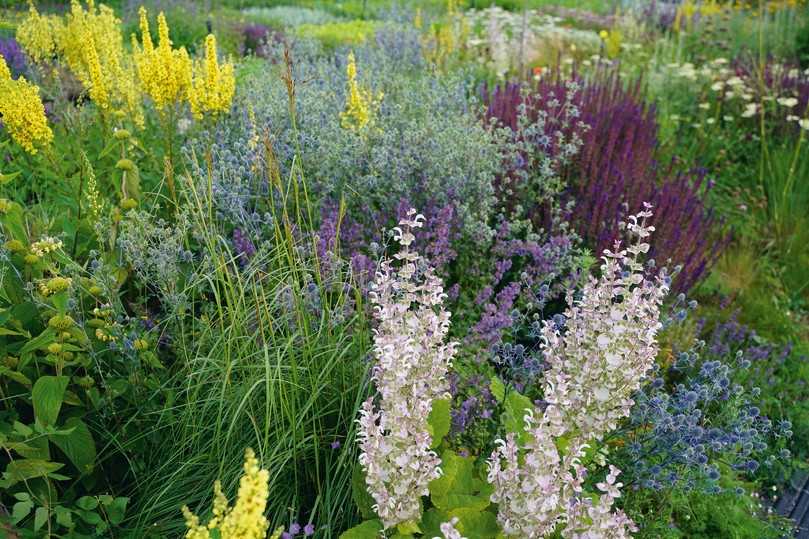 Hochsommeraspekt mit Salvia sclarea, Eryngium planum, Nepeta ‚Walker’s Low‘, Salvia nemorosa ‚Caradonna‘, Verbascum chaixii, Phlomis (bzw. neuerdings Phlomoides) russeliana. | Foto: Staudengärtnerei Hofmann