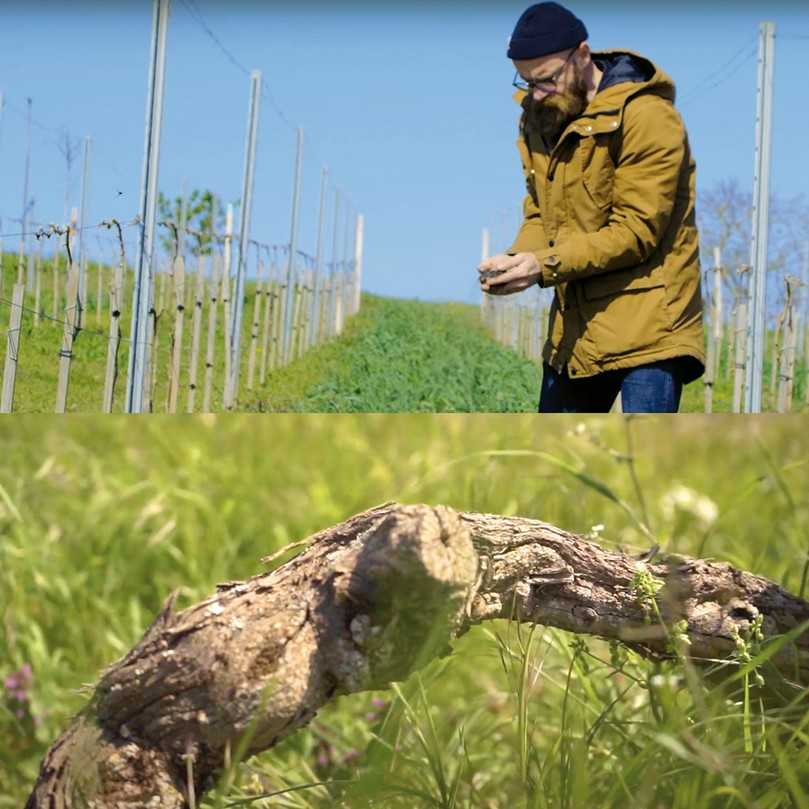 klimafarmer-Geschäftsführer Ron Richter bei der Überprüfung der Bodenqualität im Weingut. | Foto: klimafarmer GmbH