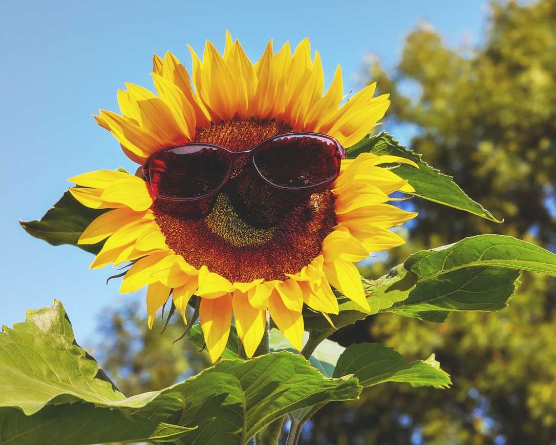 Sonnenschutz bei der Arbeit: So funktionierts beim GaLaBau