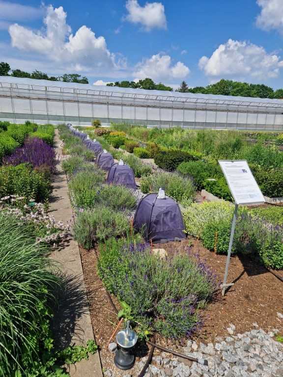 Mulchversuch auf dem Gelände der LVG Heidelberg im Mai 2024 mit aufgestellten Bodenemergenzfallen. Je drei Flächen mit einer Mulchschicht aus Granitsplitt, Estrichsand und Gartenfaser und drei Flächen ohne Mulchschicht. | Foto: x