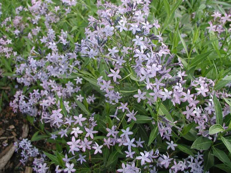 Vom Spätfrühling bis zum Spätsommer zieren zahlreiche kleine violettblaue Sternchen den Blausternbusch Amsonia orientalis. | Foto: Staudengärtnerei Gaissmayer