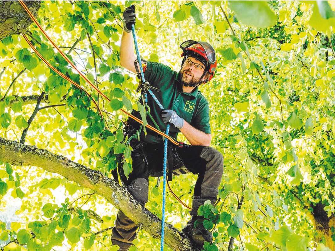 Fachagrarwirt für Baumpflege in Zeiten des Klimawandels