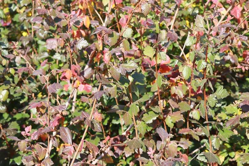 Der sparrig wachsende Duftende Essigbaum (Rhus aromatica) überzeugt insbesondere im Herbst durch seine auffällige Herbstfärbung. | Foto: Gerd Reidenbach