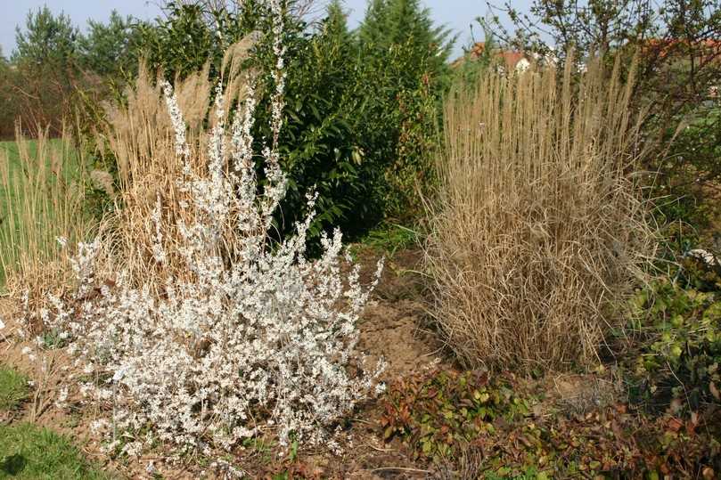 Die Schneeforsythie (Abeliophyllum distichum) ist ein kleines Juwel des Vorfrühlings. | Foto: Gerd Reidenbach