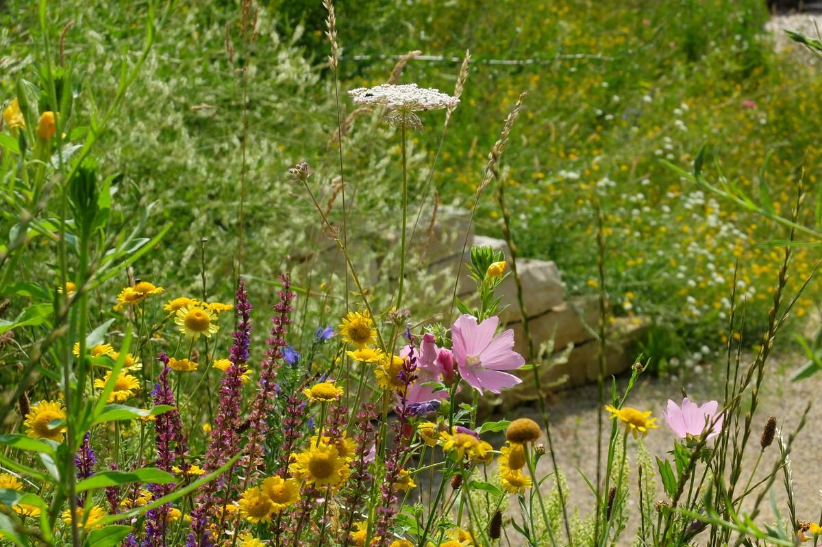 Durch die angepasste Mahd kommen die Wiesenblumen und -kräuter zur Blüte und können sich ausbreiten. | Foto: B_I MEDIEN