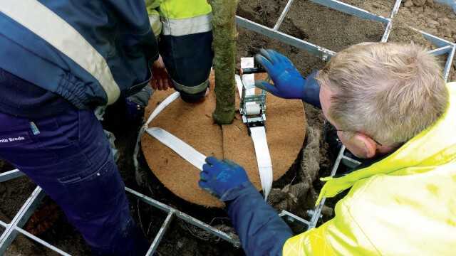 „Treelock Bio“ ist die erste Unterflurverankerung mit biologisch abbaubarem Gurtbandmaterial, das eigens für den speziellen Einsatz im Boden modifiziert wurde. Die Verankerung ist bei Gefa jetzt über Bäume mit einem Stammumfang von 35 cm hinaus, auch für Umfänge von 25 cm erhältlich.