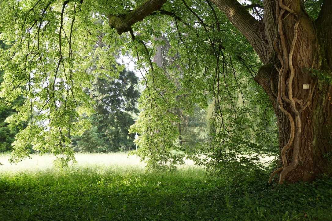 Drohnen und Sensoren sollen Bäume vor Dürre retten