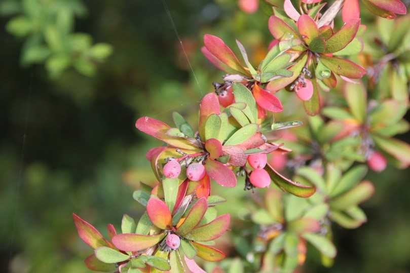 Korallenrote Beeren und eine schöne Herbstfärbung zeichnen die Prachberberitze (Berberis x rubrostilla 'Autumn Beauty') aus. | Foto: Gerd Reidenbach