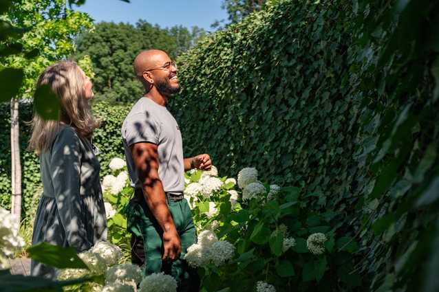 Hecke schneiden und pflanzen: Fristen, Regeln und Tipps für braune Thujen