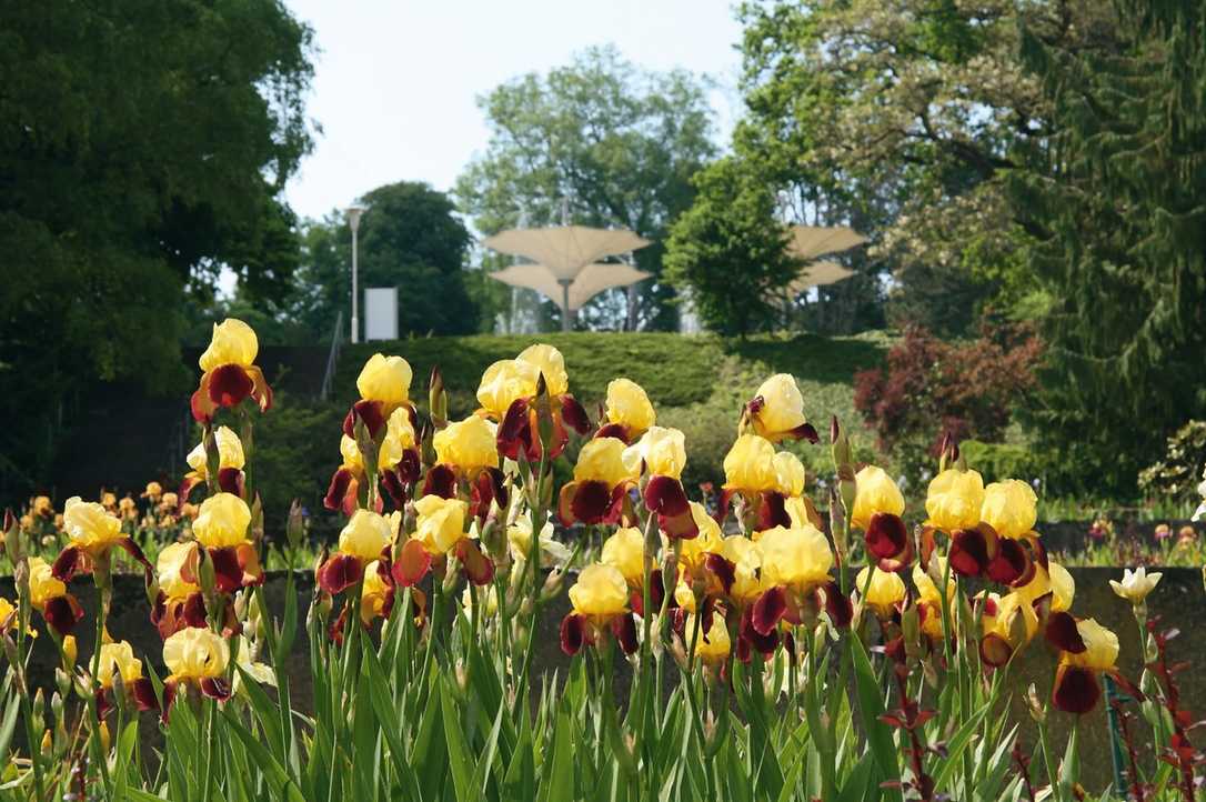 2021 wird ein Jahr großer Garten-Events