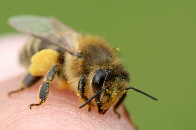 Die Honigbiene Apis Mellifera | Foto: Hans Jürgen Sessner