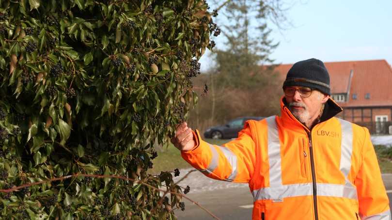 Matthias Werner: "Im Pilotprojekt „Biodiversitätsfreundliches Straßenbegleitgrün“ streben wir an, Strategien für die Gestaltung und Pflege artenreicher Rasenflächen zu entwickeln." | Foto: LBV.SH