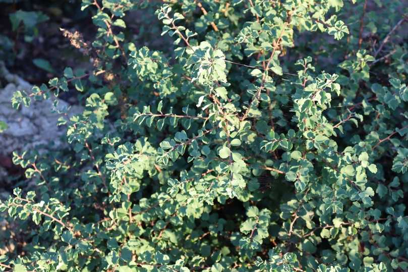 Typisch für die Weiße Zwergspiere (Spiraea trilobata) ist das dreilappige Blatt. | Foto: Gerd Reidenbach