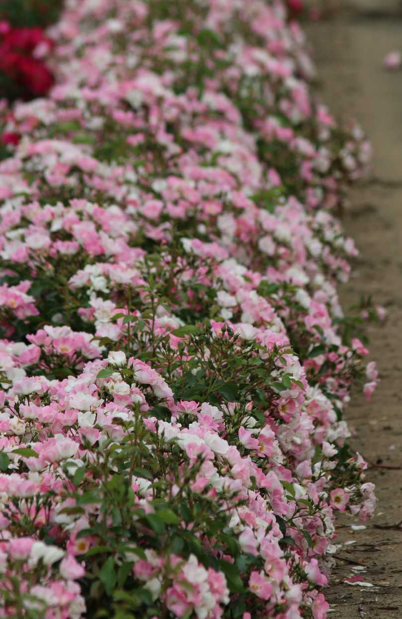 Robuste Rosen für nachhaltige öffentliche Räume. | Foto: Meer Plant