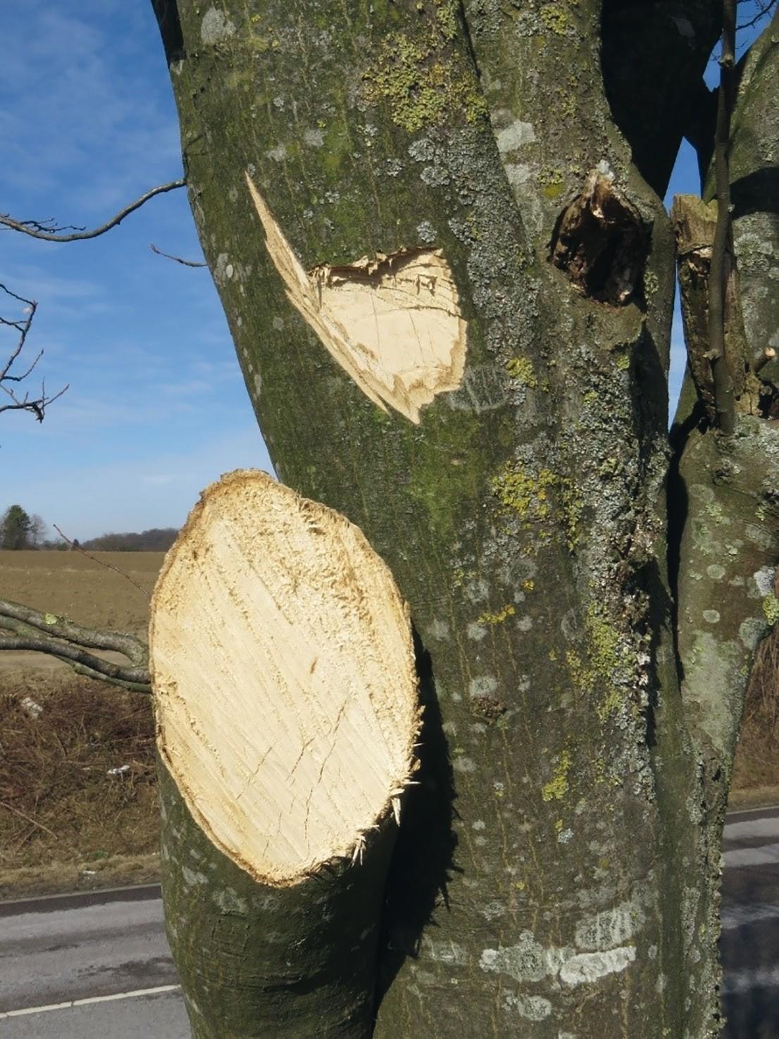 Denen, die diese Schnitte bei einem Straßenbaum durchgeführt haben, kann nur völlige Ahnungslosigkeit bescheinigt werden. Der Baum wurde dadurch zerstört, die Schnitte entsprechen nicht dem Stand der Technik. | Foto: Peter Klug