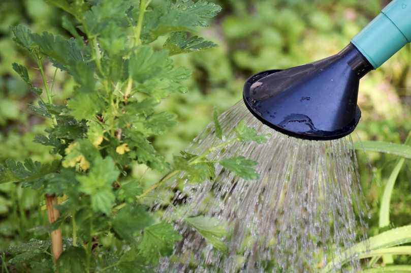 Ausgebracht wird das Kompost-Eluat mit dem Gießwasser. | Foto: MICO SYSTEMS