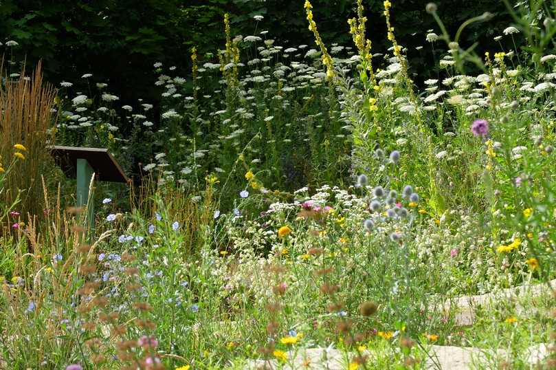 Naturnahes Grün fördert die biologische Vielfalt. | Foto: Stiftung Mensch und Umwelt/Peter Müller