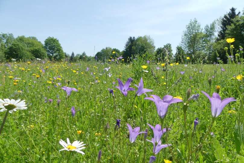 Schon Ende Mai blühen Glockenblume und Margerite auf der acht Jahre alten Wiese am Abschlag von Bahn 6 auf dem Golfplatz Wörthsee. | Foto: Claudia Ruhdorfer