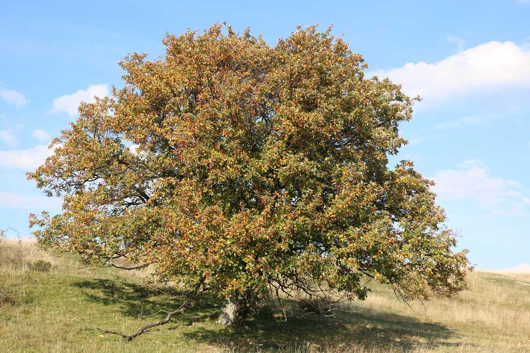 Baum des Jahres 2024 - Arbus Baumkalender